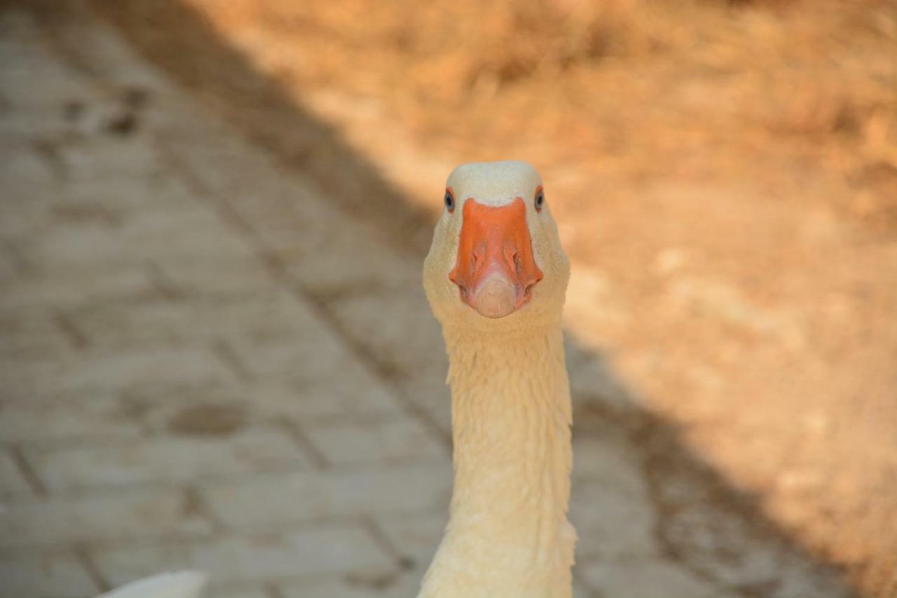 הוילה Asso Cascina Del Sole מראה חיצוני תמונה